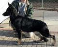 Hinesonhaus Reg'd German Shepherds Of Distinction image 4