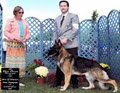 Hinesonhaus Reg'd German Shepherds Of Distinction image 5