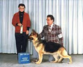 Hinesonhaus Reg'd German Shepherds Of Distinction image 6