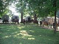 Horseshoe J Dude Ranch image 2