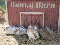 Howell Family Pumpkin Farm image 3