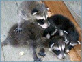 ICE Pest Control & Wildlife Removal Raccoon Removal Squirrel Removal Mice Ant image 1