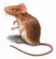 Imperial Pest Control - Pest Control & Animal Control Services image 5