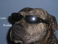 LEO RULES logo