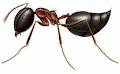 Mantis Pest Control image 4