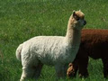 Meadowview Alpaca Farm image 2