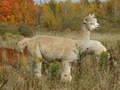 Meadowview Alpaca Farm image 3