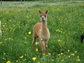 Meadowview Alpaca Farm image 4