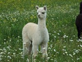 Meadowview Alpaca Farm image 5