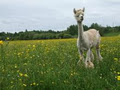Meadowview Alpaca Farm image 6