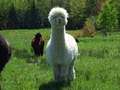 Meadowview Alpaca Farm image 1