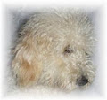 Pawpaws Poodles and Labradoodles image 2