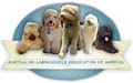 Pawpaws Poodles and Labradoodles image 3