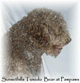 Pawpaws Poodles and Labradoodles image 1