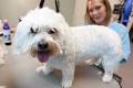 Pawsitively Pooched Dog Spa and Grooming image 1