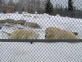 Polar Bear Habitat logo