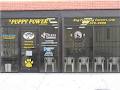Puppy Power & Canine Communication Studies image 6