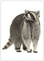 Raccoon Removal & Control image 3