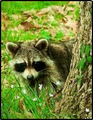 Raccoon Removal & Control image 4