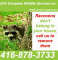 Raccoon Removal & Control image 5
