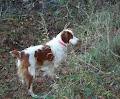 Ruffwood Brittanys, Bird Dog Training & Game Farm image 3