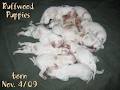 Ruffwood Brittanys, Bird Dog Training & Game Farm image 4