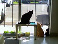 SCAT Street Cat Rescue Program image 2