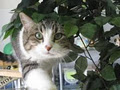 SCAT Street Cat Rescue Program image 3