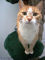 SCAT Street Cat Rescue Program image 4