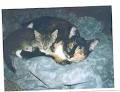 SCAT Street Cat Rescue Program image 6