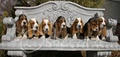 Shecara Bassets image 2