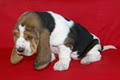 Shecara Bassets image 3