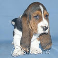 Shecara Bassets image 4