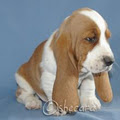 Shecara Bassets image 5