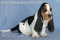 Shecara Bassets image 6