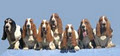 Shecara Bassets logo