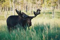 Shubenacadie Provincial Wildlife Park image 2