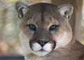 Shubenacadie Provincial Wildlife Park image 1