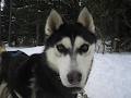 Snowy Owl Sled Dog Tours Inc image 4