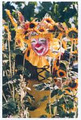 Sunflower The Clown image 3