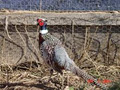 The Canadian Pheasant Company image 1