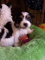 Ultimate Toy Shop - Biewer Yorkshire Terrier a la Pom Pon Dogs and Puppies image 2