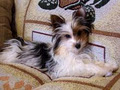 Ultimate Toy Shop - Biewer Yorkshire Terrier a la Pom Pon Dogs and Puppies image 4