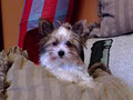 Ultimate Toy Shop - Biewer Yorkshire Terrier a la Pom Pon Dogs and Puppies image 5