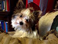 Ultimate Toy Shop - Biewer Yorkshire Terrier a la Pom Pon Dogs and Puppies image 6