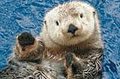 Vancouver Aquarium image 1