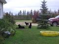 Winnipegs pets furst image 6