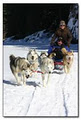 Winterdance Dogsled Tours image 2