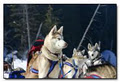 Winterdance Dogsled Tours image 4