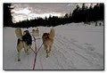 Winterdance Dogsled Tours image 5
